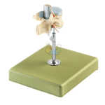 Lumbar Vertebrae L II Model – 2-Piece Lumbar Spinal Cord Anatomy Model
